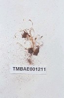 藏品(長朔苔屬)的圖片